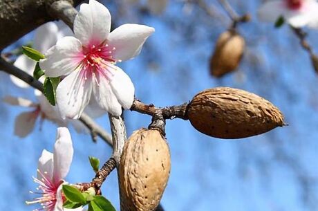 Datça Badem Çiçeği Festivali