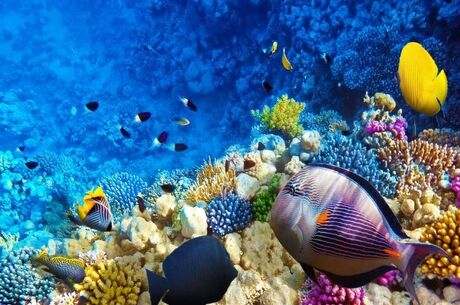 İzmir Hareketli Sharm El Sheıkh 4 Gece