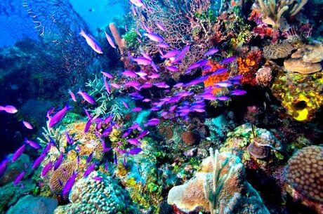 İzmir Hareketli Sharm El Sheıkh 4 Gece